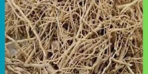 Ashwagandha Nagori Taar