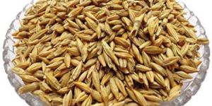 Barley Seed