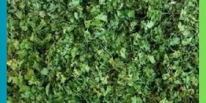 Dried Coriander Leaves