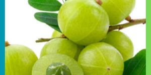 Fresh Amla