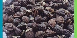 Lisoda Seed