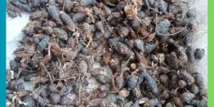 Natural Nagarmotha Herbs