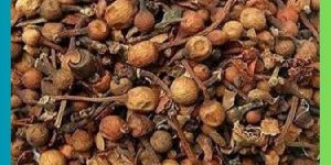 Nagkesar Seed