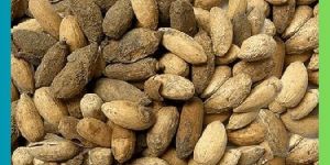 Organic Dried Neem Seed