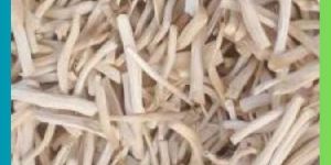 White Shatavari Root