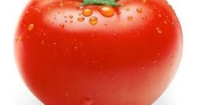 Fresh Red Tomato