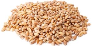 Wheat Seeds