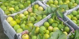Guava