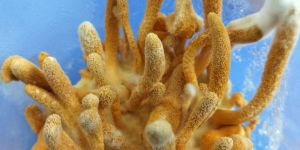 Cordyceps Militaris Mushroom