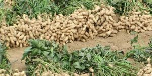 Groundnut
