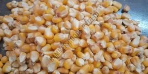 Maize Seed