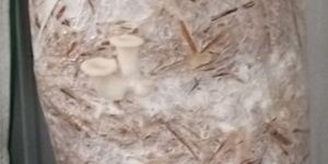 Dried Mushroom