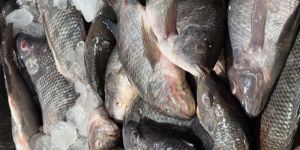 Tilapia Fillet