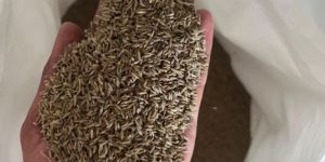 Cumin Seed