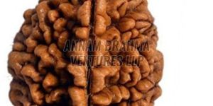 2 Mukhi Rudraksha