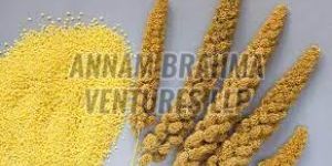 Browntop Millet Seeds