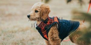 Dog Winter Jacket