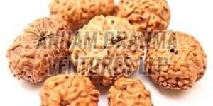 Rudraksha Beads