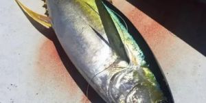 Yellowfin Tuna Fish
