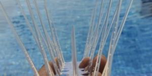 Polycarbonate Bird Spikes