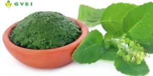 GVEI Spray Dried Tulsi Leaf Powder