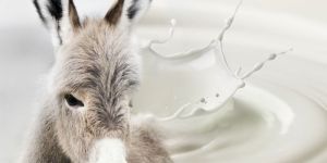 Donkey Milk