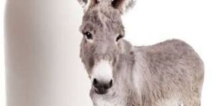Pure Donkey Milk