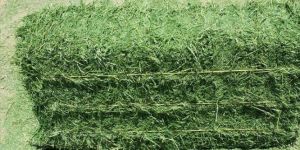 Alfalfa Hay