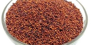 Finger Millet Seeds