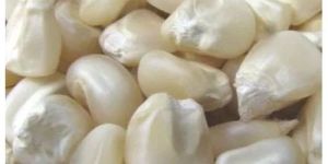 White Maize Corn