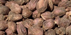 Black Cardamom