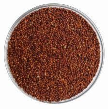 Finger Millet