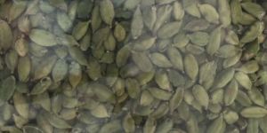 6-7 mm cardamom
