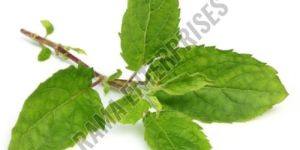 Holy Basil Leaves