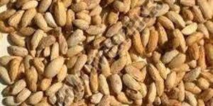 Neem Seeds