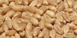 Wheat Grain