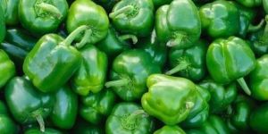 Fresh Green Capsicum