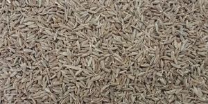 Singapore 99 Cumin Seeds