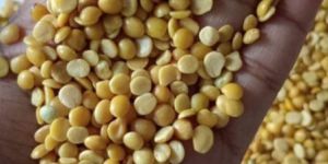 Toor Dal Seed