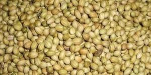Coriander Seeds
