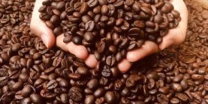 Robusta Roasted Coffee Beans