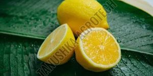 Fresh Lemon