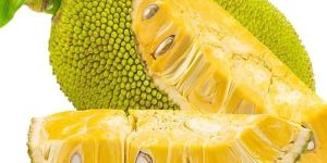 Fresh Jackfruit