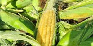 Sweet Corn