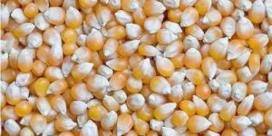 Maize Seeds