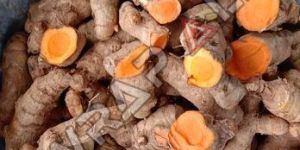 Fresh Raw Turmeric Finger