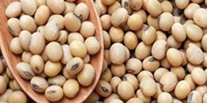 Soybean Seeds