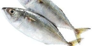 Indian Mackerel Fish