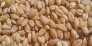 Wheat Seeds