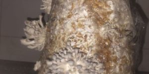 Fresh Oyster Mushroom